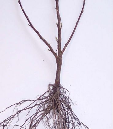 Ribes Sanguineum / Groseillier à fleurs