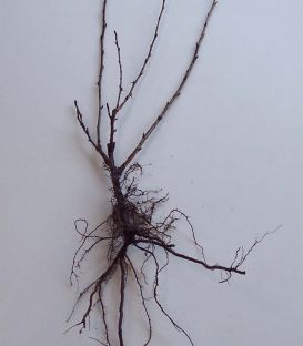 Ribes Uva-Crispa Fruits Blancs / Groseillier à Maquereaux Fruits Blancs