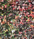 Fagus Sylvatica Purpurea / Hetre Pourpre
