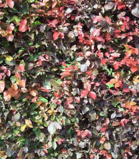 Fagus Sylvatica Purpurea / Hetre Pourpre