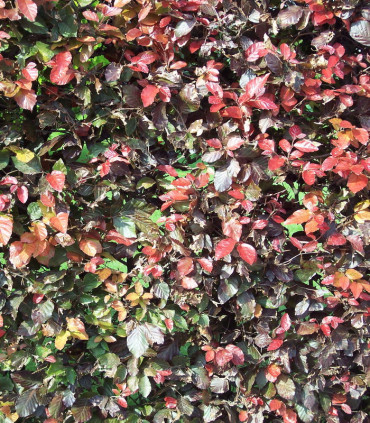 Fagus Sylvatica Purpurea / Hetre Pourpre
