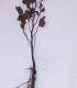 Fagus Sylvatica Purpurea / Hetre Pourpre