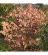 CORNUS alba Elegantissima /CORNOUILLER PANACHE