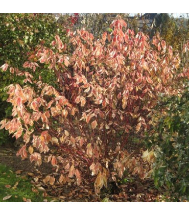 CORNUS alba Elegantissima /CORNOUILLER PANACHE
