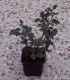 Ilex Aquifolium Alaska / Houx Alaska Vert