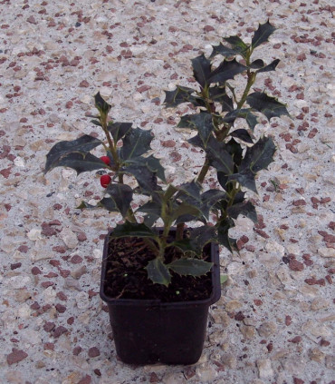 Ilex Aquifolium Alaska / Houx Alaska Vert