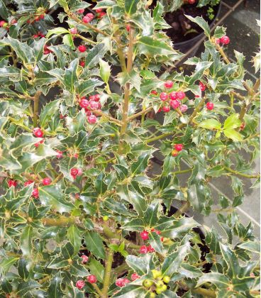 Ilex Aquifolium Alaska / Houx Alaska Vert