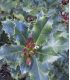 Ilex Aquifolium / Houx Vert (Commun)