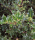Ilex Aquifolium / Houx Vert (Commun)