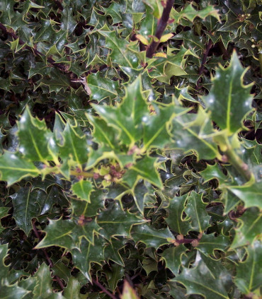 Ilex Aquifolium / Houx Vert (Commun)