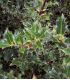 Ilex Aquifolium / Houx Vert (Commun)
