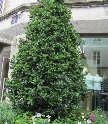 Ilex Aquifolium / Houx Vert (Commun)