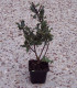 Ilex Aquifolium / Houx Vert (Commun)