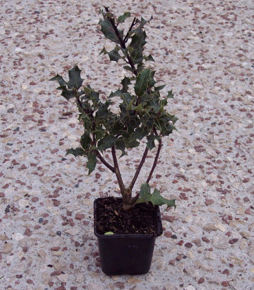 Ilex Aquifolium / Houx Vert (Commun)
