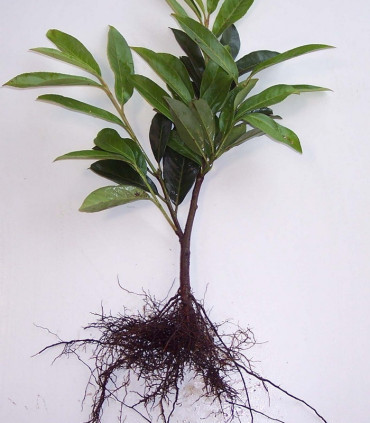 Prunus Laur. Caucasica / Laurier Du Caucase
