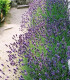 Lavandula Angustifolia Hidcote / Lavande Hidcote