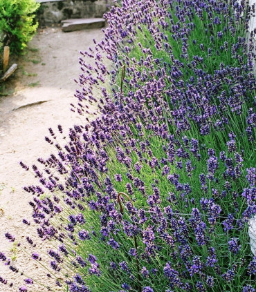 Lavandula Angustifolia Hidcote / Lavande Hidcote