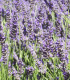 Lavandula Angustifolia Hidcote / Lavande Hidcote