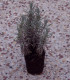 Lavandula Angustifolia Hidcote / Lavande Hidcote