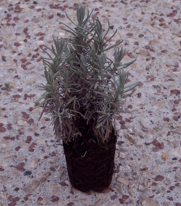 Lavandula Angustifolia Hidcote / Lavande Hidcote