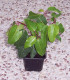 Prunus Lusitanica / Laurier Du Portugal