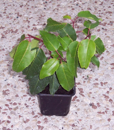 Prunus Lusitanica / Laurier Du Portugal
