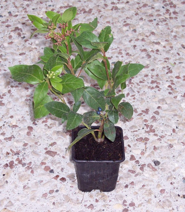 Viburnum Tinus / Laurier Tin