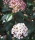 Viburnum Tinus / Laurier Tin