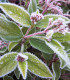 Viburnum Tinus / Laurier Tin