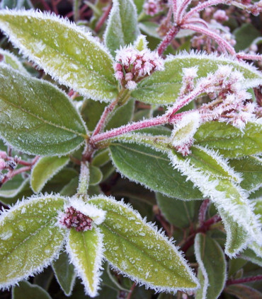 Viburnum Tinus / Laurier Tin