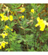 CORONILLA emerus