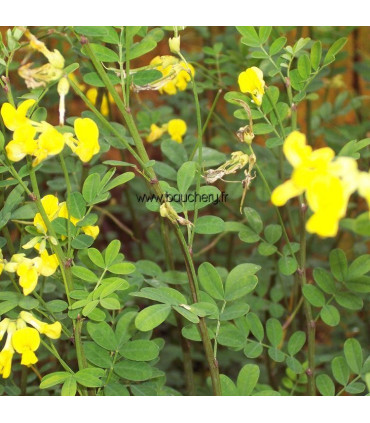 CORONILLA emerus
