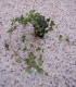 Hedera Helix / Lierre Des Bois