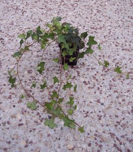 Hedera Helix / Lierre Des Bois