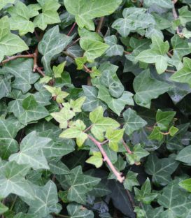 Hedera Hibernica / Lierre D'Irlande