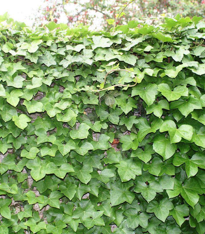 HEDERA Hibernica LIERRE D IRLANDE hedera-hibernica-lierre-d-irlande