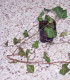 Hedera Hibernica / Lierre D'Irlande