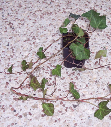 Hedera Hibernica / Lierre D'Irlande