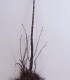 Syringa Vulgaris / Lilas Commun