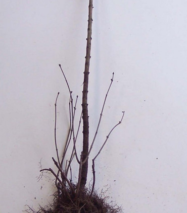 Syringa Vulgaris / Lilas Commun