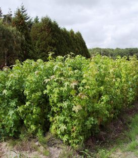 Liquidambar Styraciflua