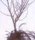 Lonicera Xylosteum