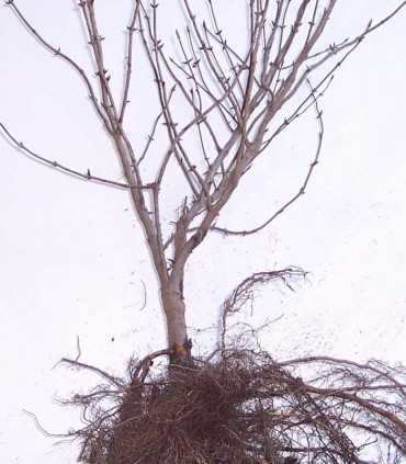 Lonicera Xylosteum