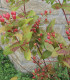 Lonicera Xylosteum