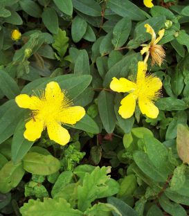 Hypericum Calycinum / Millepertuis
