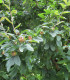 Mespilus Germanica / Neflier