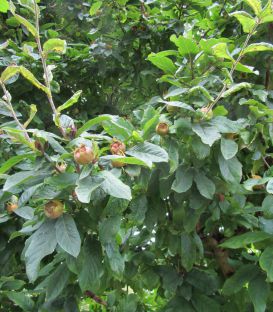 Mespilus Germanica / Neflier