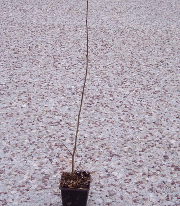 Ulmus Lutece® Nanguen / Orme Lutece® Nanguen