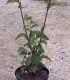 Ulmus Lutece® Nanguen / Orme Lutece® Nanguen