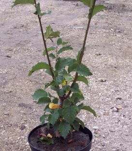 Ulmus Lutece® Nanguen / Orme Lutece® Nanguen